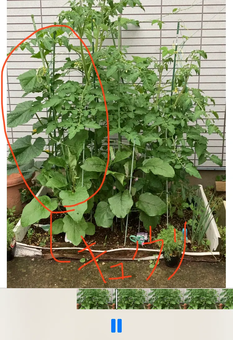 きゅうりにつく害虫の種類と症状から予防・対策までまるわかり - 農業屋