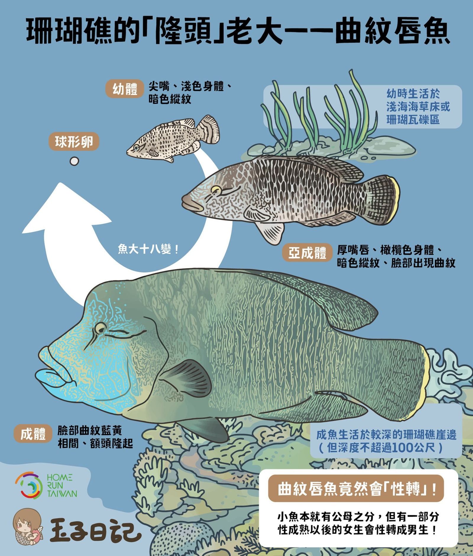 皇后, 在地這尾魚俗名；, 生長在珊瑚礁岩, 又稱神仙魚, 清蒸吃原味, 膠質豐富