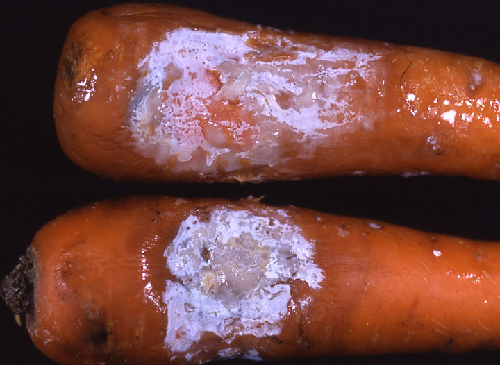 至急です！にんじんがこの状態なのですが、先端を切れば食べても- Yahoo!知恵袋