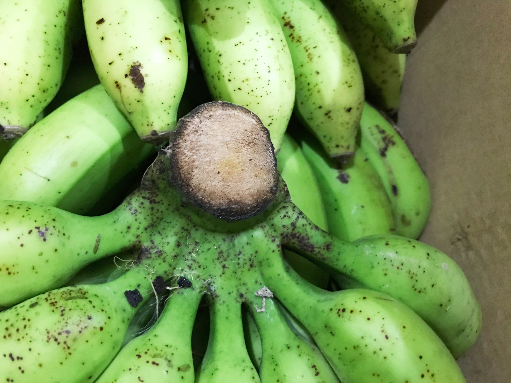 もう朝食用のバナナを腐らせたくない！長期保存を試してみる。そして、ベトナムのバナナはネットリとしてうまし。Fu 真面目に生きる ふまじめにいきる