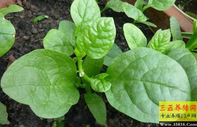 高产木耳菜需要掌握的栽培技术有哪些？-农技学堂- 惠农网