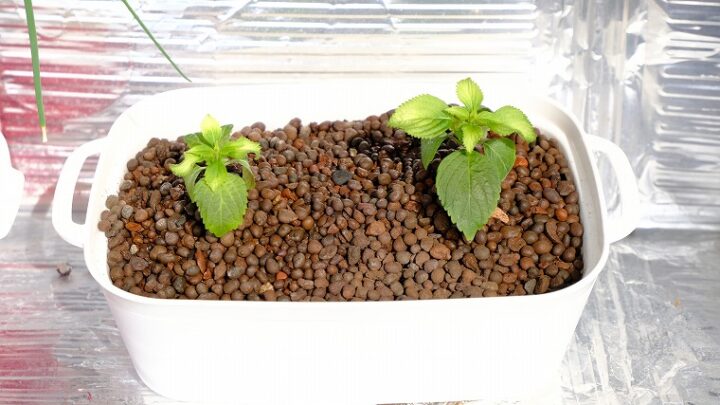 簡単で楽しい大葉の育て方！土を使わないでベランダでも栽培できるよ – まあくんのなんでも体験記