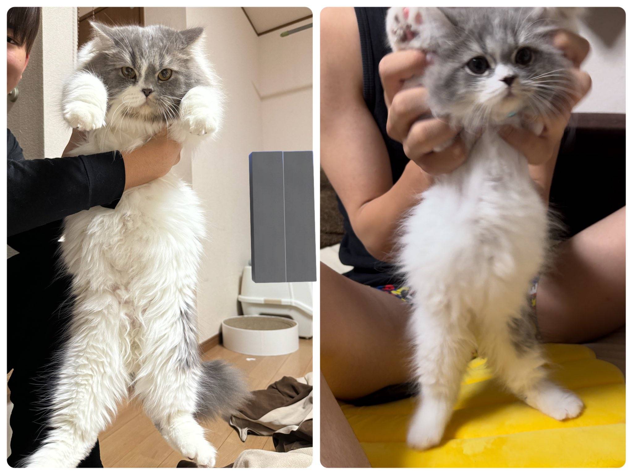 Amazonキャネット 猫用おやつ 3時のスープ しらす添えかつおだしスープ風 25グラムx 24まとめ買いキャネットドライ 通販