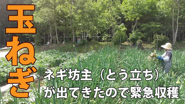 おつまみに最適！ ねぎ坊主のしょうが醤油焼き