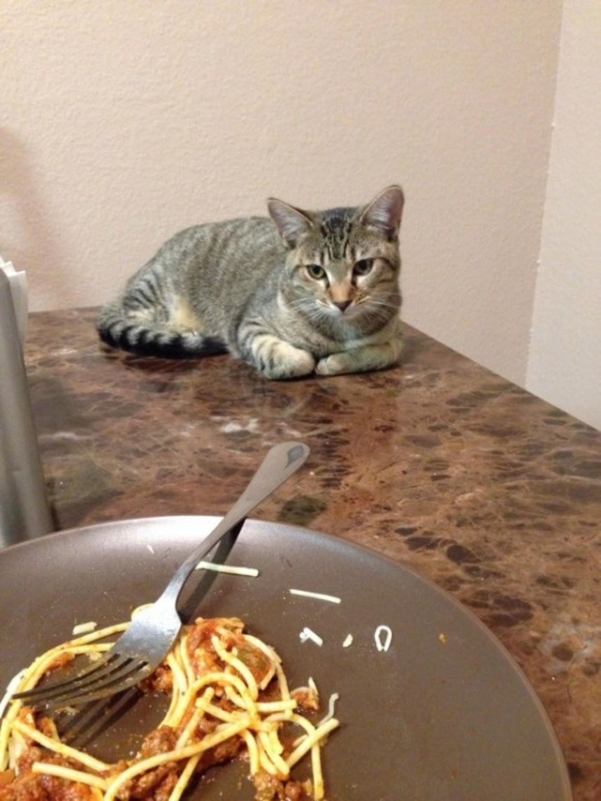 愛猫のために！備蓄食品として使えるパスタの簡単レシピ♪ねこちゃんホンポ