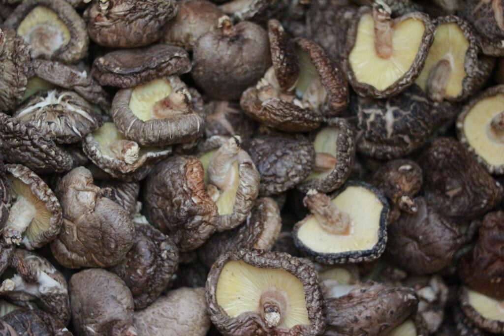 椎茸が黒い!食べたらどうなる?これは食べられる?食べられないサインは?これちょっと気になる