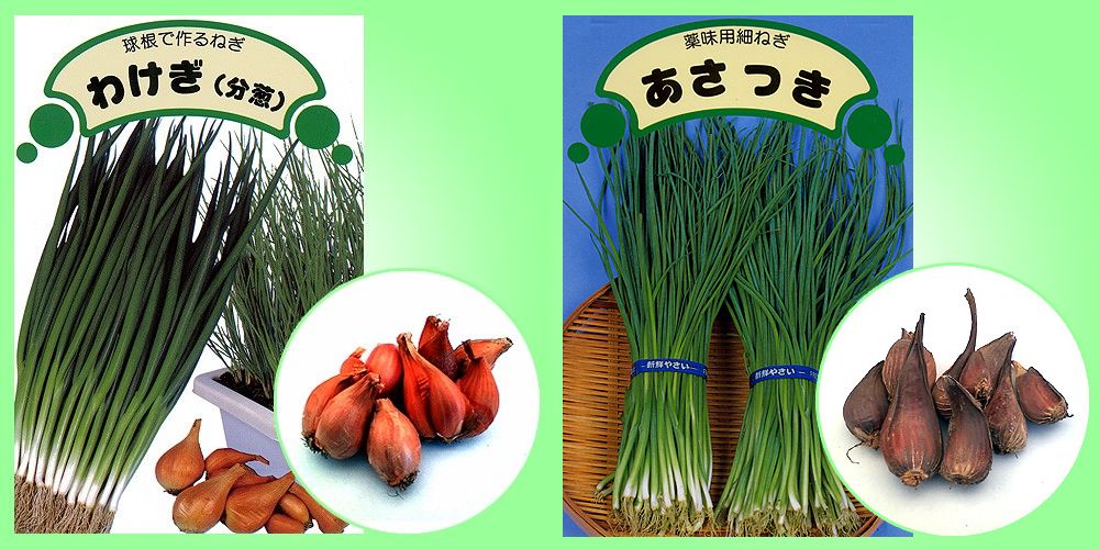 ほぼ同じに見える！「小ねぎ」「万能ねぎ」「わけぎ」「あさつき」って、何が違うの