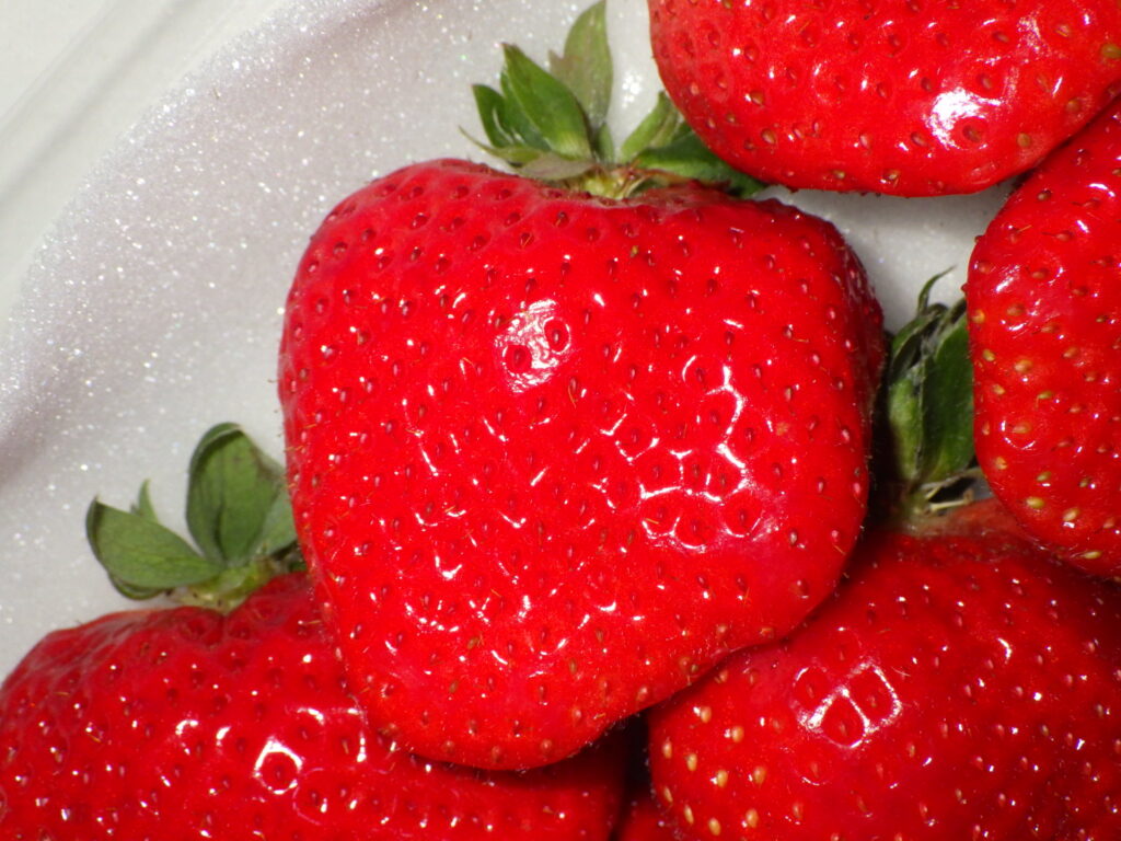 当別町産べんけべつのいちご けんたろう北海道当別町ふるさと納税サイト「さとふる」