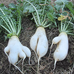 大根を栽培しているが、表面に凸凹した傷がついていた。見た目