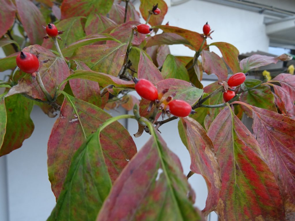 ヤマボウシとハナミズキ？？② 平塚市 秦野市 剪定・伐採・除草・消毒なら木村植物園お庭番ブログ