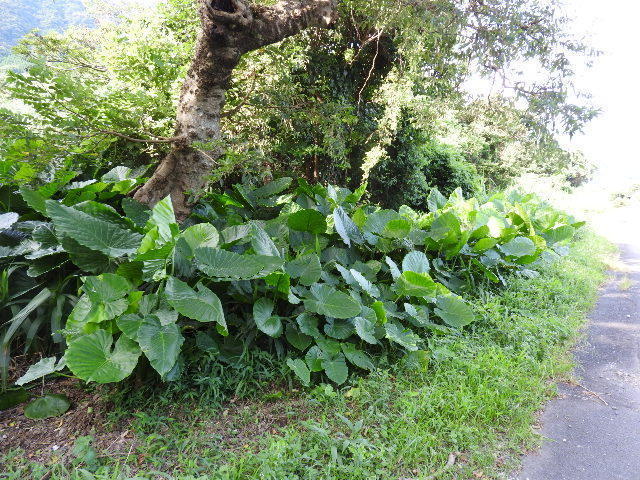 木漏れ日のクワズイモ 葉 赤い実 - 奄美 海風blog