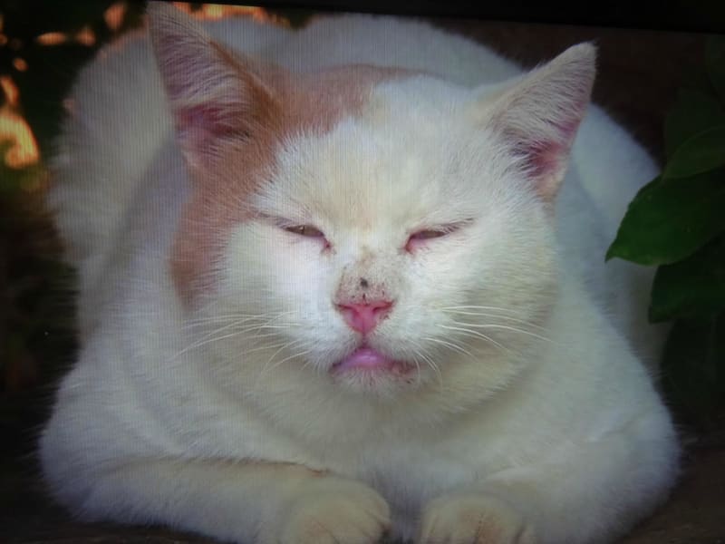 猫 パスタ 食うTikTok