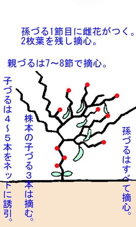 キュウリの育て方〜雄花と雌花の違い、摘花・摘果〜LOVEGREEN ラブグリーン