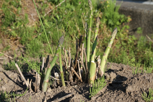 アスパラガスの病害と防除ダコニール1000