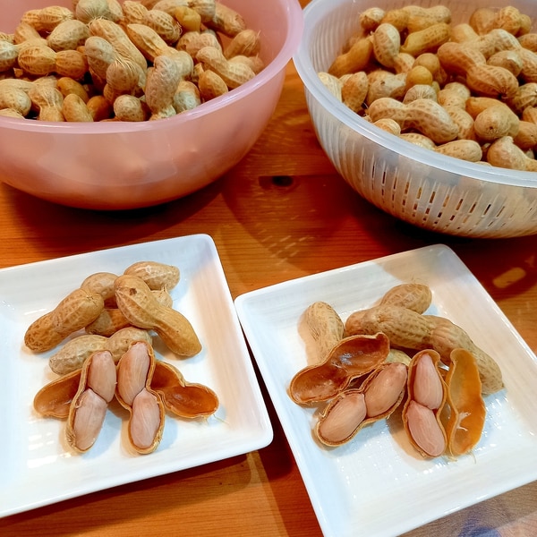 ホットクックレシピ生落花生「おおまさり」をゆでてみたたろすけさん家とホットクック