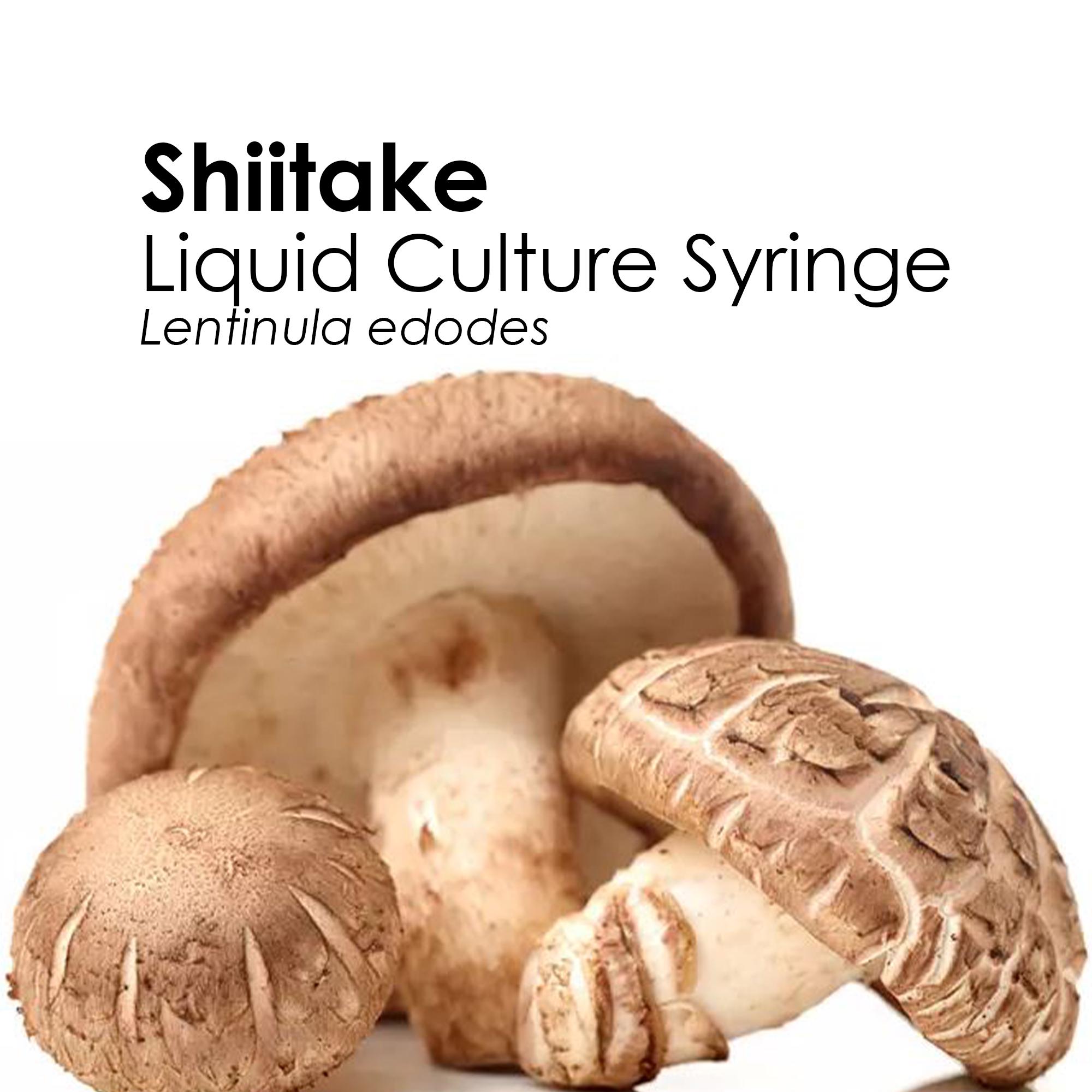 ジャイアントパフボール カルバティアギガンテア - ウィスコンシン州のストックフォトや画像を多数ご用意 - ウィスコンシン州, オニフスベ, カエデ- iStock