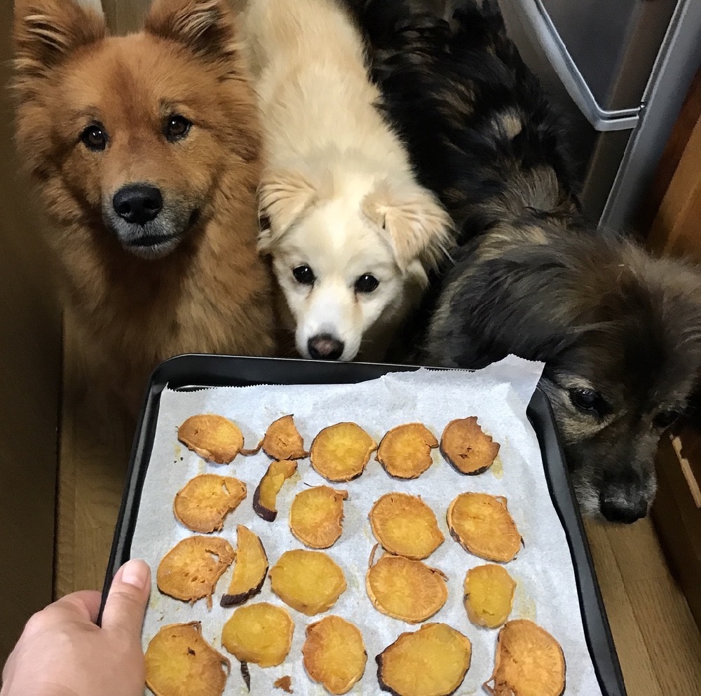 手でちぎってあげられる！ささみ丸ごとソフトジャーキー 手作り犬おやつレシピ いちかわあやこ 犬ごはん先生