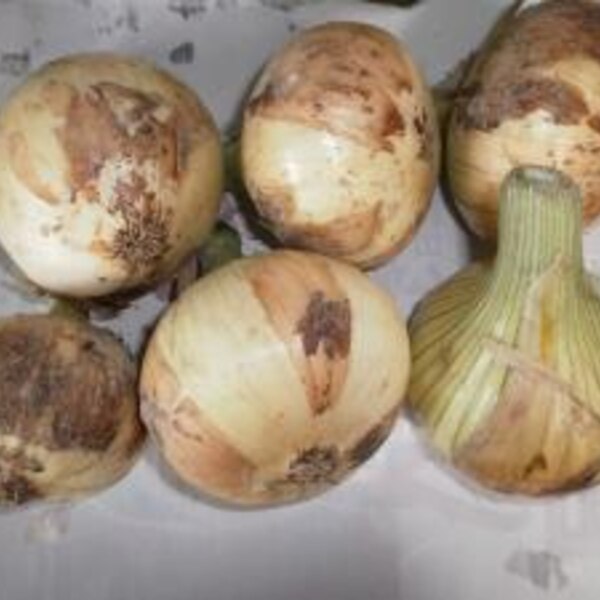 キユーピー公式 on X: 