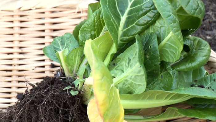 ラディッシュ栽培 ペットボトルを使った紅白はつか大根の育て方 そのコツと注意点