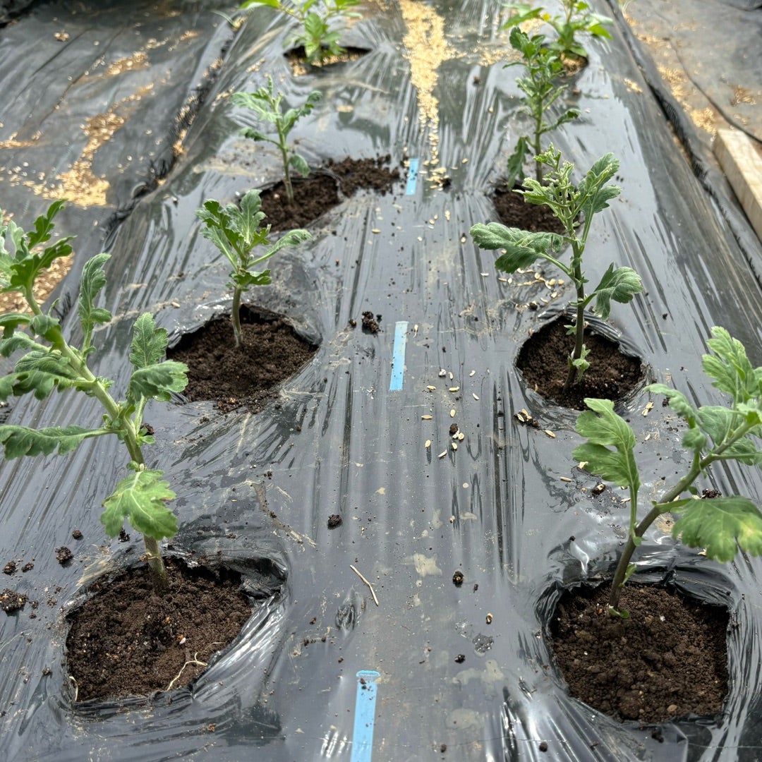 農薬・化学肥料不使用で食用菊を栽培すると・食べチョク産地直送 産直 お取り寄せ通販 - 農家・漁師から旬の食材を直送