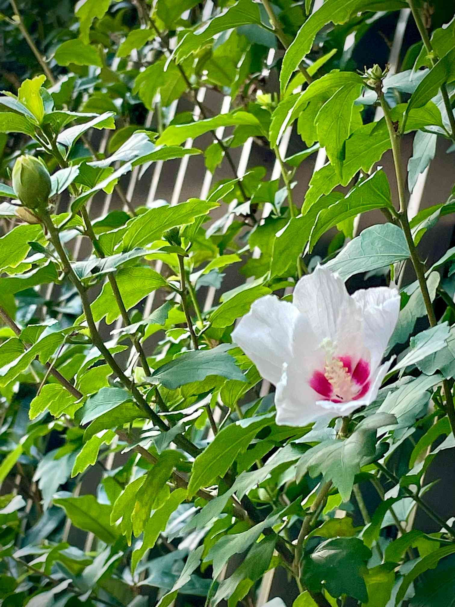 ローズオブシャロン スターバーストシフォン タグ付き 半八重の素晴らしい花大輪のムクゲ樹形コンパクト 大株 一輪挿し・花瓶・花器 鈴▷即購入禁止▷要確認⚠️ 通販 16334256Creema クリーマ