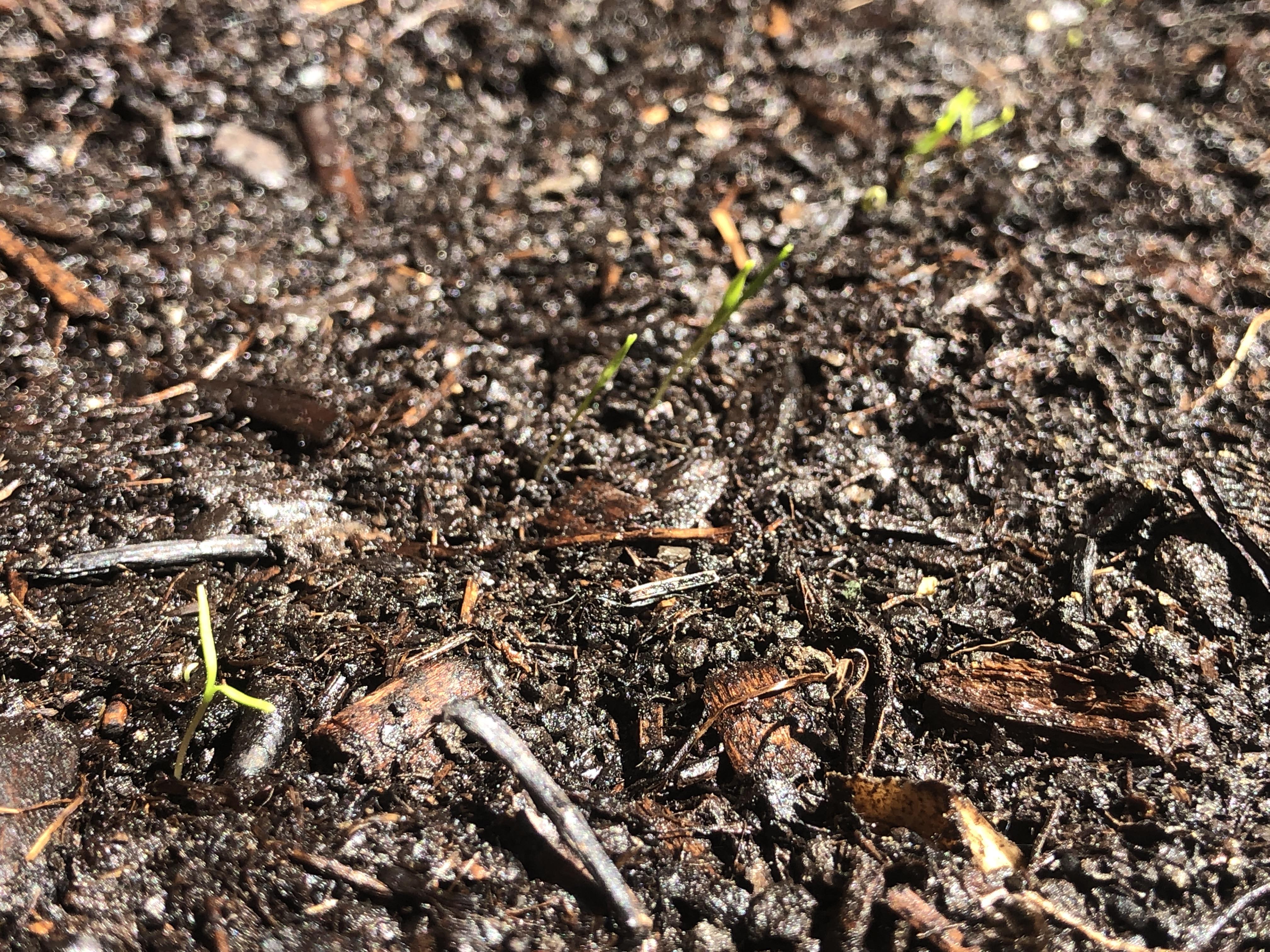 黒田五寸人参 – 商品別育て方情報 ニチノウのタネ