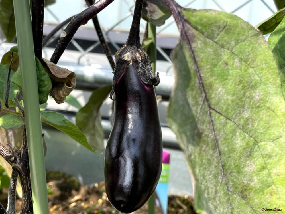 ナス 茄子 の栽培育て方のコツ、剪定や種まき、苗植えの方法は？HORTI by GreenSnap