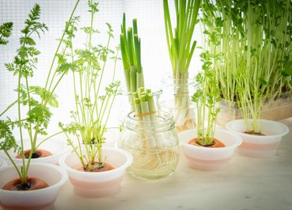 野菜を復活させよ！リボベジの魅力！～にんじん～ - Dream of Space in Chocolate