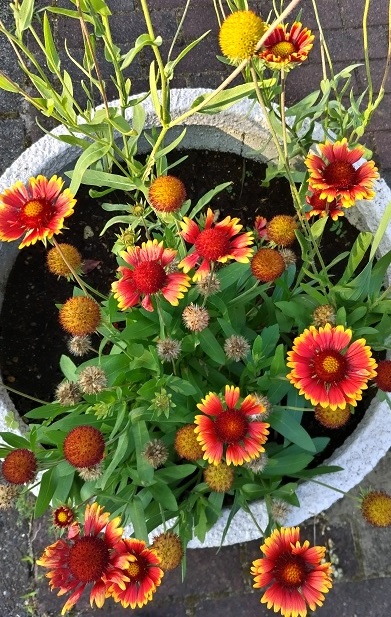 菊 キク の花言葉は？意味や由来、プレゼントにおすすめのシーンを紹介花・花束を贈るフラワーギフト通販の 日比谷花壇 公式