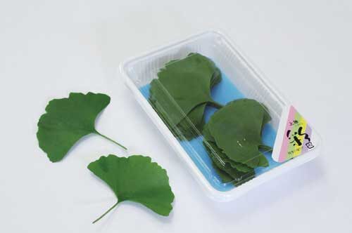 イチョウ - Wikipedia