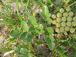 浜ぼうふう ハマボウフウ 浜防風：旬の野菜百科