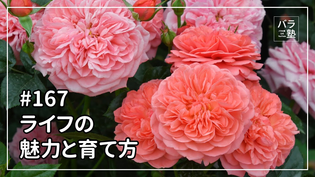 デルバール品種紹介 パブロワ - YouTube