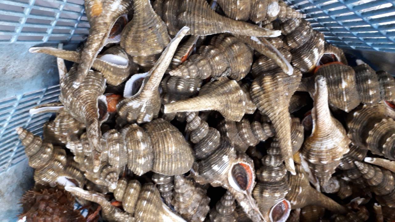 巻貝のなかでは1番好きなビナ貝ニナ貝、しったか貝 をいつものように塩茹でで食べてたのです。しかしこの日はいつもと違いました。お気づきだろうか・？ なんか赤いヤツおる。ヤドカリさんが紛れてたのでした。あとで茹でてる動画見直したらしっかり下の方で動い