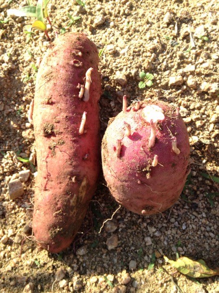 どうして失敗？ナビラーさんたちのコメントをヒントに解決！ – 菜園ナビまとめ