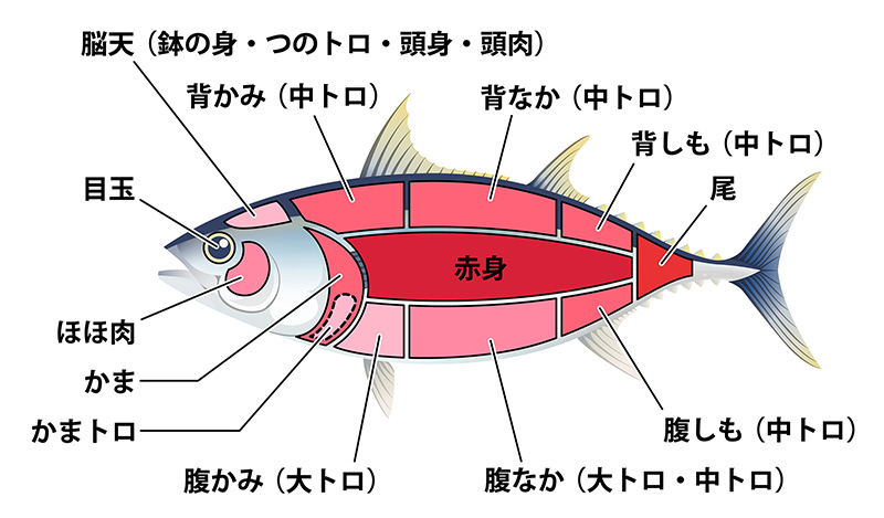 マグロの種類の違い！ビンチョウマグロは？色、味、値段 、ネタのマグロは何？ – 菜乃'sライブラリ