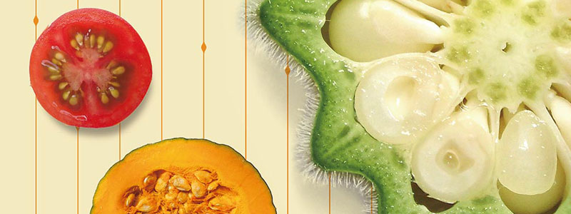 ピーマン 断面 写真素材5937450- フォトライブラリ