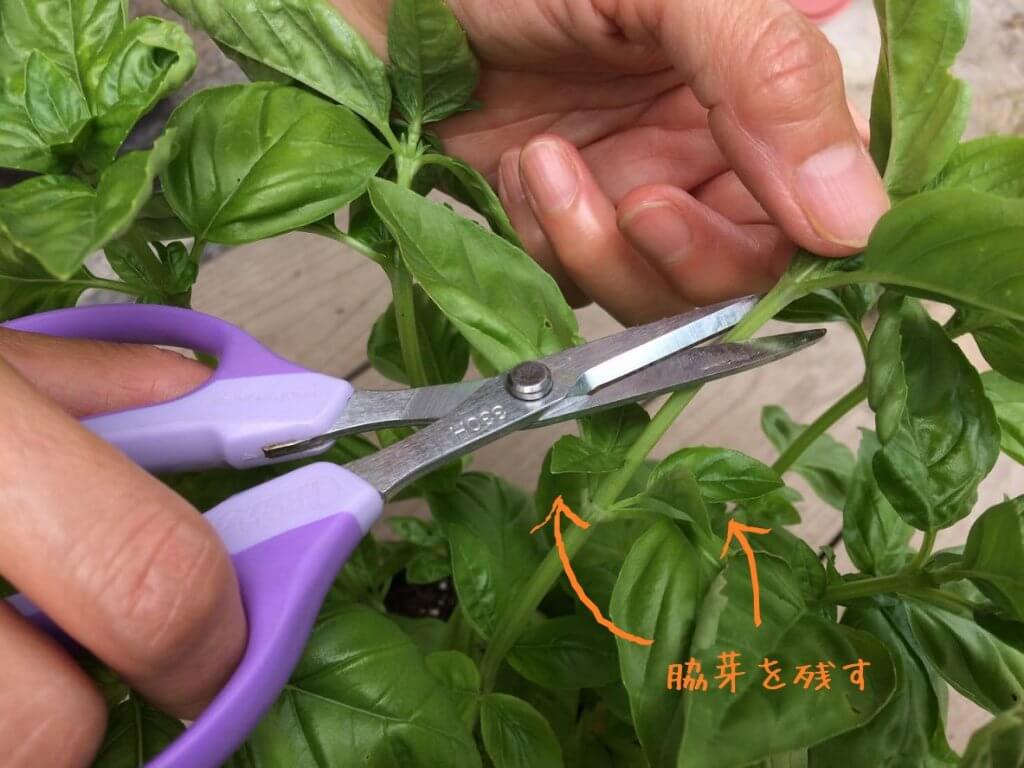 バジル栽培 室内で簡単に！初心者でもばっちり収穫のポイント - 農業屋