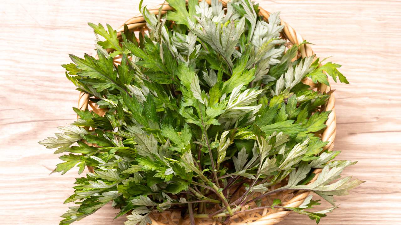 野菜ソムリエプロ手登根節子の「沖縄伝統野菜フーチバーのヒラヤーチー」 - ベジコラボ