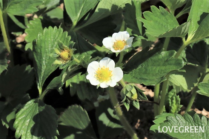 白菜の花は食べられる。栄養価が高い菜の花を旬に食べよう！野菜栽培