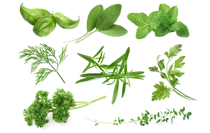 バジルの代用品 ない時の代わりになるものは?Magazine's SooK マガジンズスークオンライン雑誌