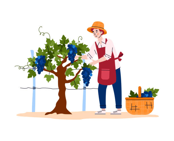 ぶどう狩りをしている女の子のイラスト - 無料イラストのIMT 商用OK、加工OK