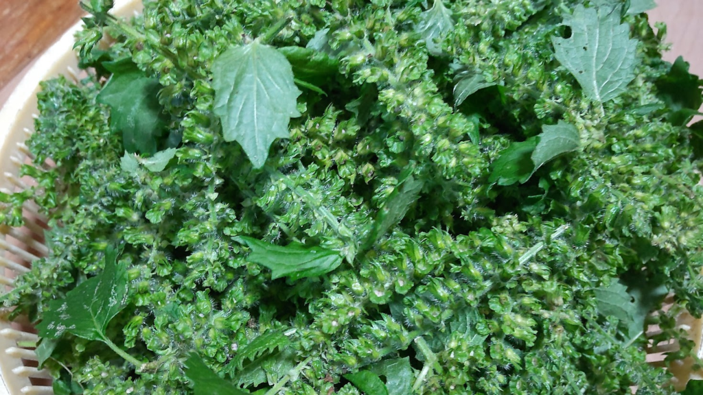 みそ漬け しその実 100g – 小林醤油店 公式オンラインショッピングサイト