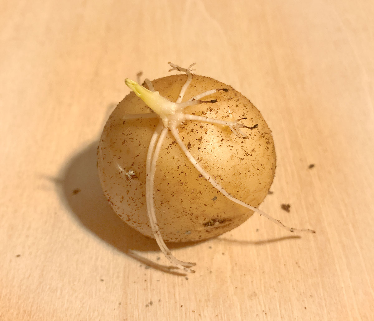 ジャガイモの芽だと思って育てていたら、見知らぬ雑草でしたかねしげのエッセイ