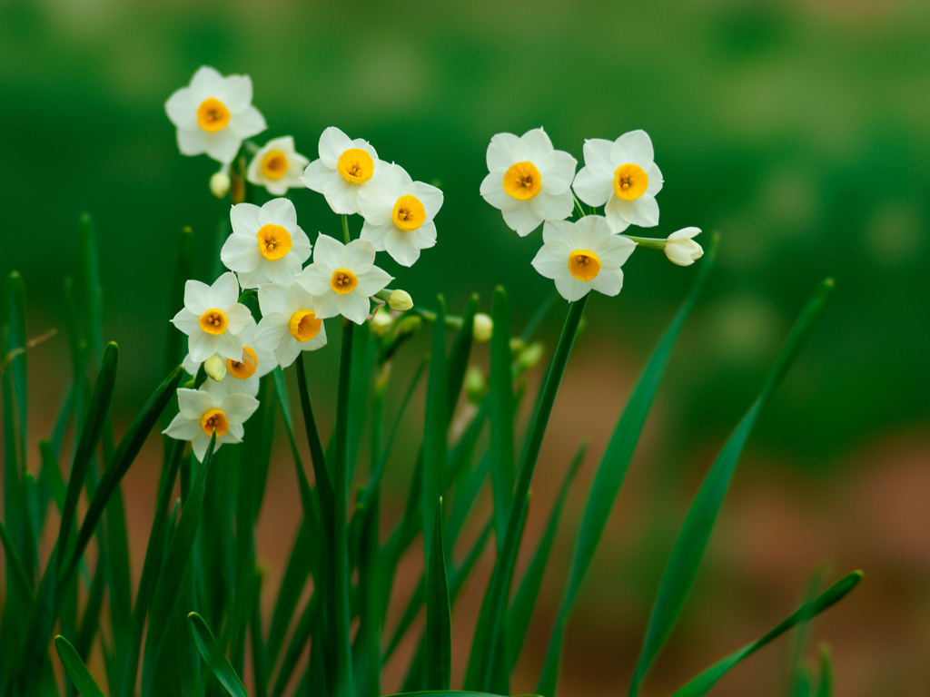 冬は水仙の季節～水仙とニラの見分け方 - おうち花マスター講座