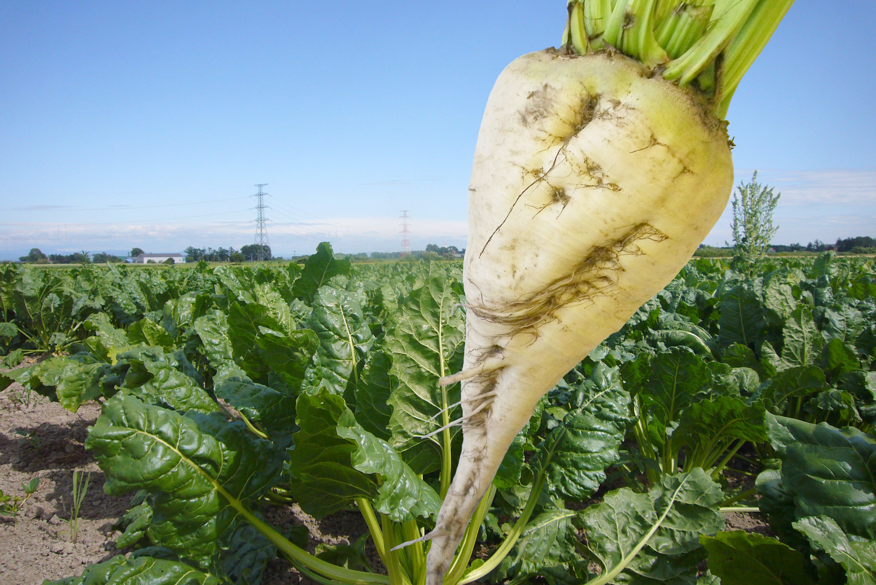 てんさい糖 650ｇ北海道産のてん菜100％ - 発酵と醸造の株式会社片山 蔵の素 生ワイン まいぐると発売元