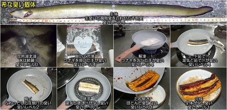 無頭うなぎ蒲焼 5尾 約1750g ふっくら ジューシー SF059-1 ～ 鰻 特大 小分け ウナギ 蒲焼 蒲焼き 大人気 肉厚 ふっくら小分け 訳あり 訳あり商品 タレ スタミナ 夏バテ ～ - 福岡県須恵町ふるさとチョイス - ふるさと納税サイト