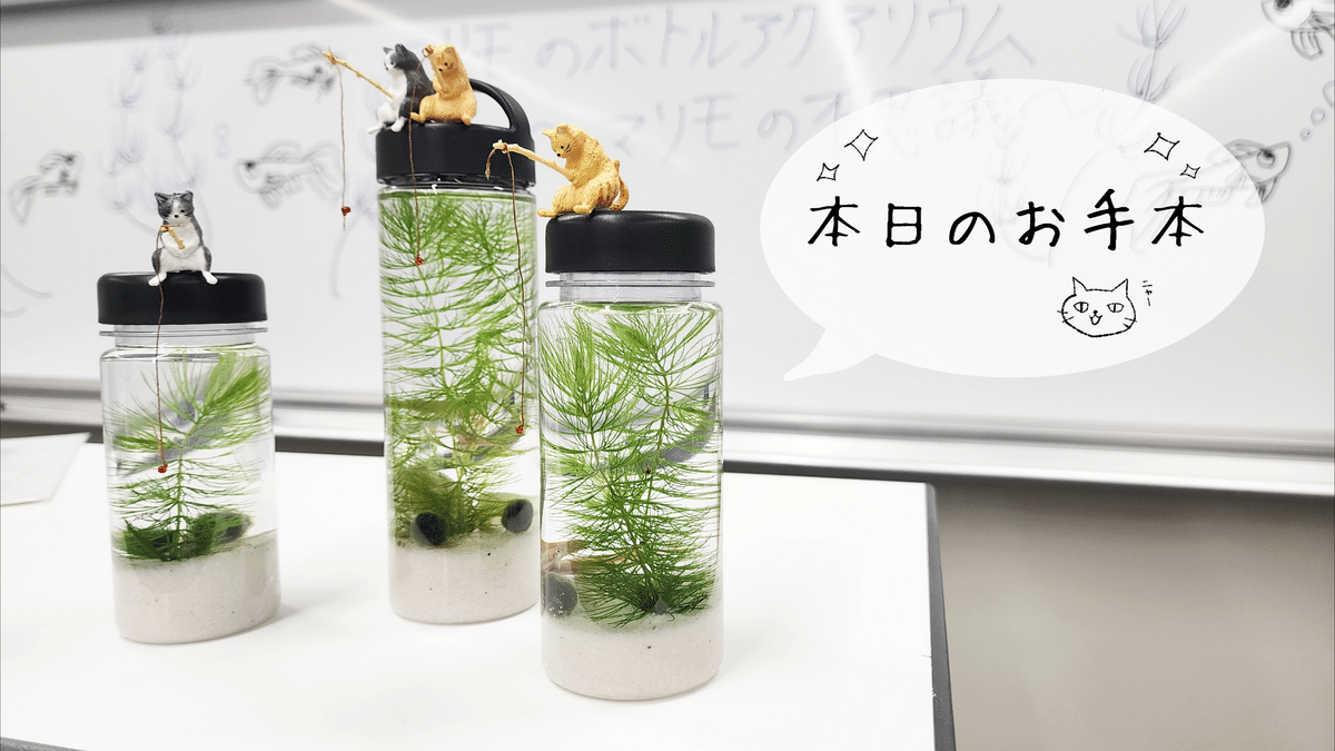 Amazon.co.jp: 養殖まりも3個とまりものお食事1個セット ガラス瓶 水道水で育成可能 マリモ育成説明付き : ペット用品