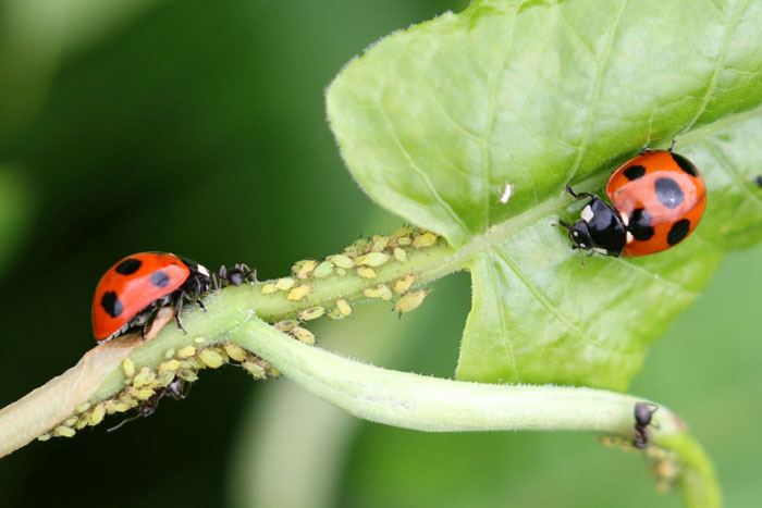 てんとう虫のえさは？何を食べる？生き物語り