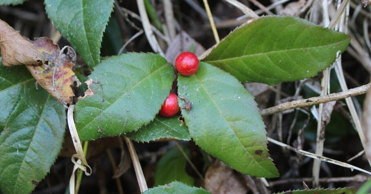 藪柑子 ヤブコウジ とは何？ わかりやすく解説 Weblio辞書