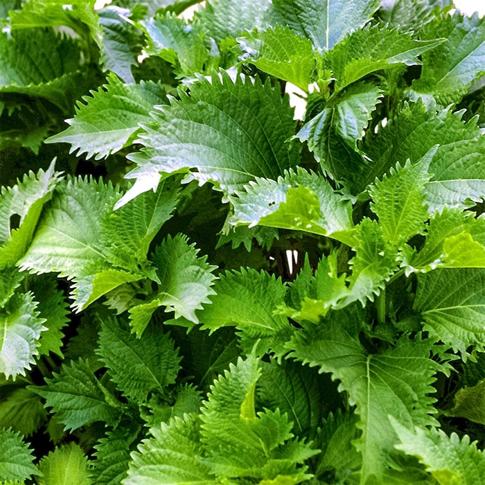 大葉青しそ10249花さんぽ種子をはじめ園芸用品を取り扱うウタネの通販ショップ
